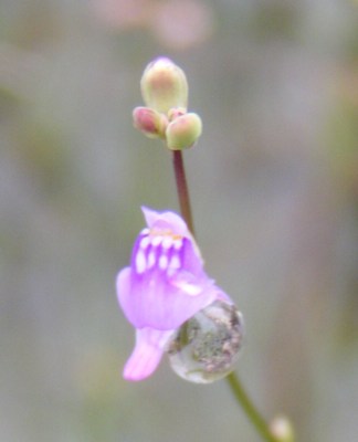 ���̎��~��