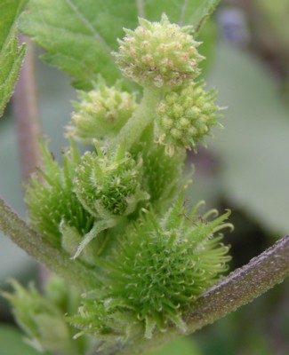 �C�K�I�i���~