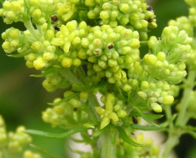 ���ԉ͌����t