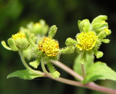 �R���i���~