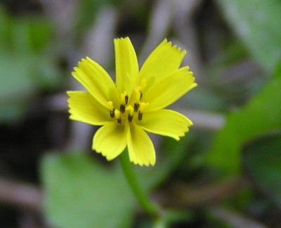 ���S�c���q