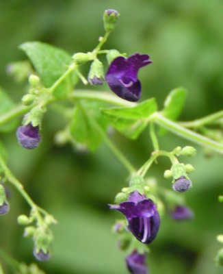 ���Ԉ��N����