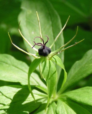 �ԗt�ՉH����