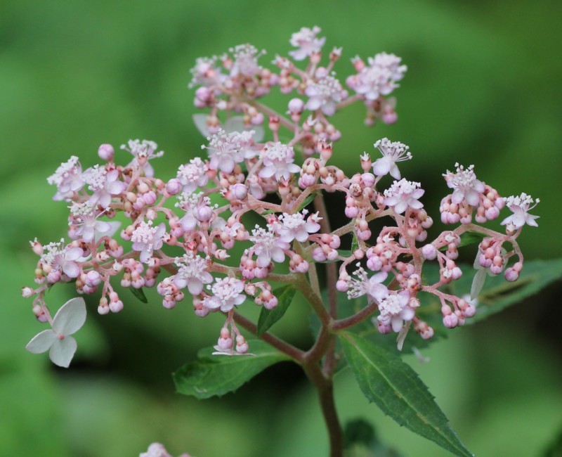 �����z��