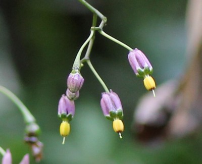 �}���o�m�z���V