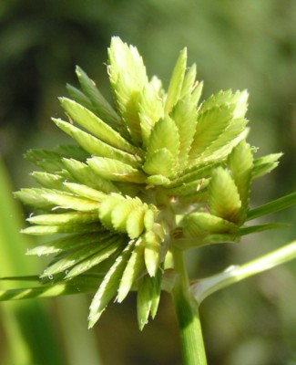 �ė����ᒠ��