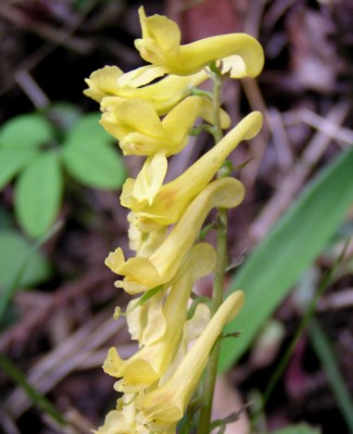 �[�R�����