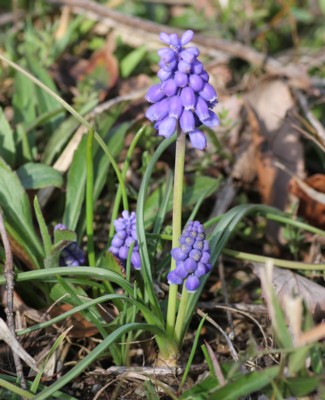 ���X�J��