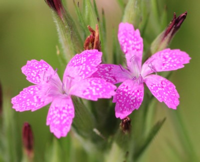 �m�n���i�f�V�R