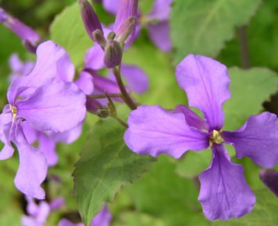 �I�I�A���Z�C�g�E