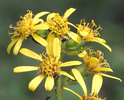 �I�^�J���R�E