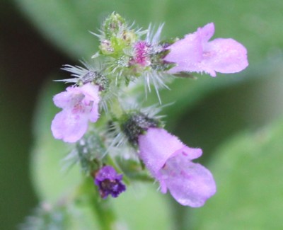 ���ѕP���h