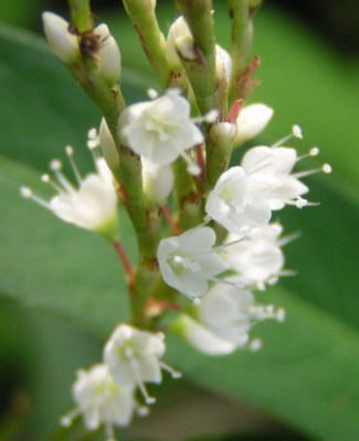 ���ԍ���