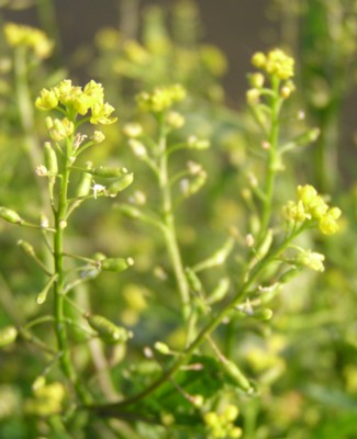 �����c����