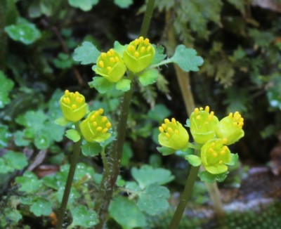 ���Z�L�̖�