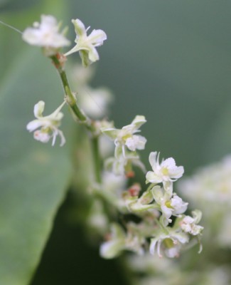 �c���h�N�_�~