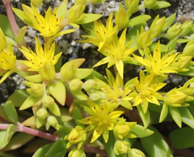 �c���}���l���O�T