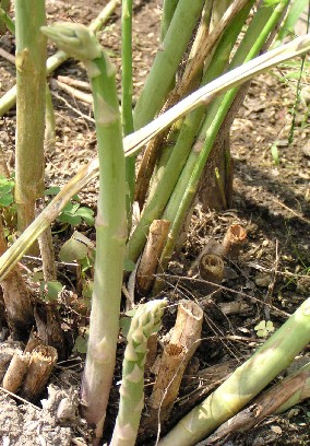 �A�X�p���K�X