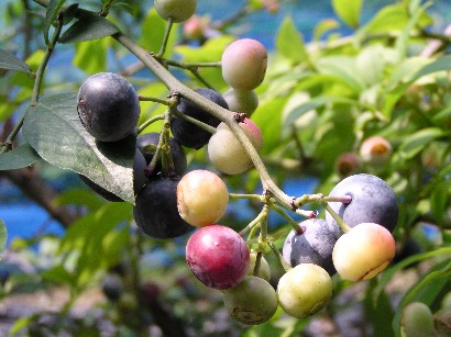 �u���[�x���[