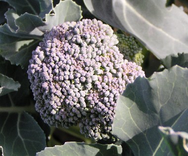 �u���b�R���[