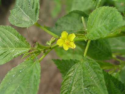 �����w�C��