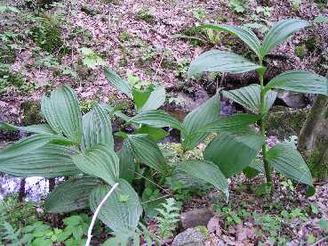 �o�C�P�C�\�E