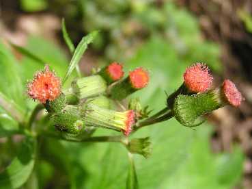 �g���A���e