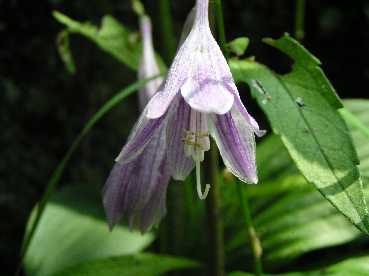 ���t�[���