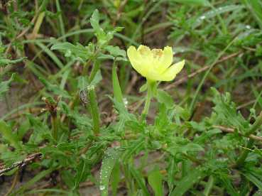 ���ҏ���