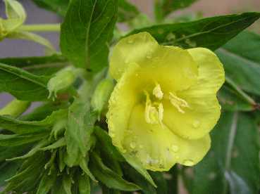 ���ҏ���