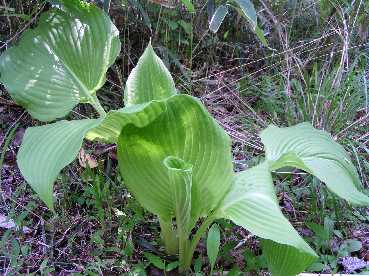 ��t�[���