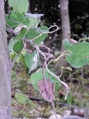 �����z��