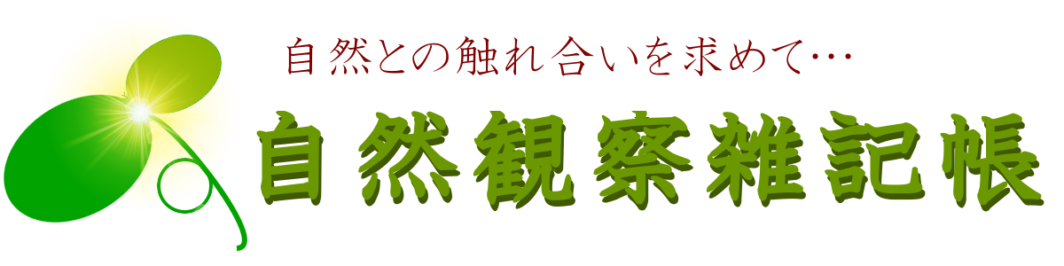 ���R�ώ@�G�L��